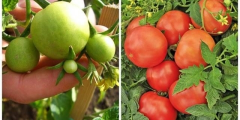 Divlja ruža paradajza: recenzije, fotografije, prinos